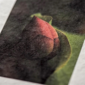 Awagami Shiramine Postcards - 260 g/m², 20 ark