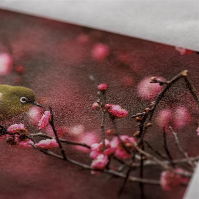 Awagami Kozo Thin White - 70 g/m², 44" x 15 meter