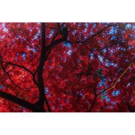 Ilford Galerie Satin Photo 260 g/m² - 17" x 30,5 meter